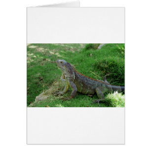 Reptilian look.JPG Hälsningskort