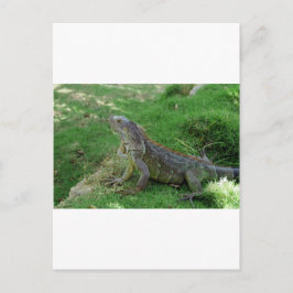 Reptilian look.JPG Vykort