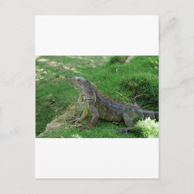 Reptilian look.JPG Vykort (Framsida)