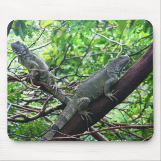 ReptilianRepose Musmatta