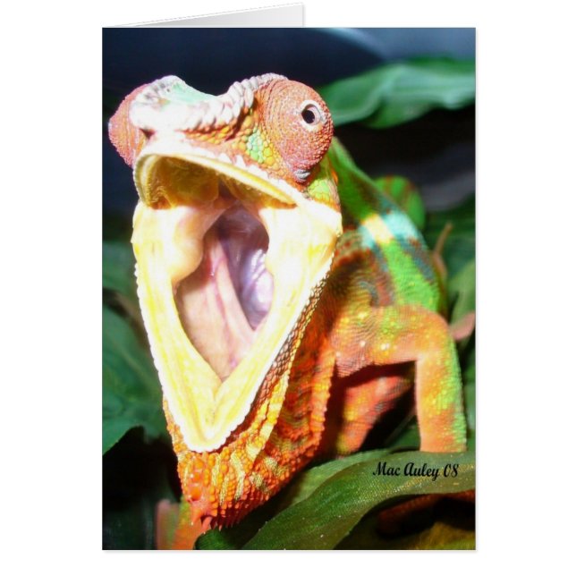 reptilkort hälsningskort (Framsidan)