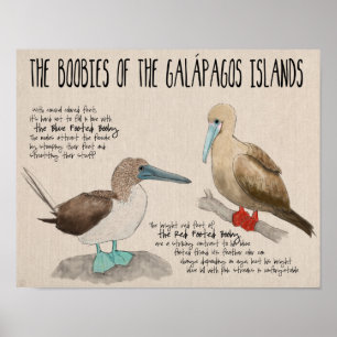 Resa affischen: Fåglar av de Galapagos öarna Poster