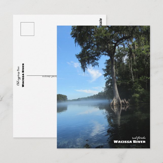 Resa | Florida - Gammal Cypress-träd, Wacissa Rive Vykort (Fram/baksida)