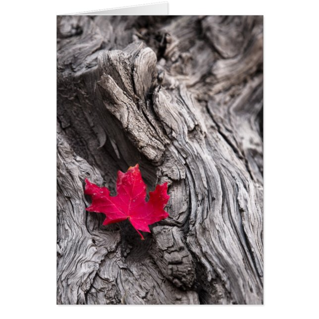 Resan avslutar hälsningskort (Framsidan)