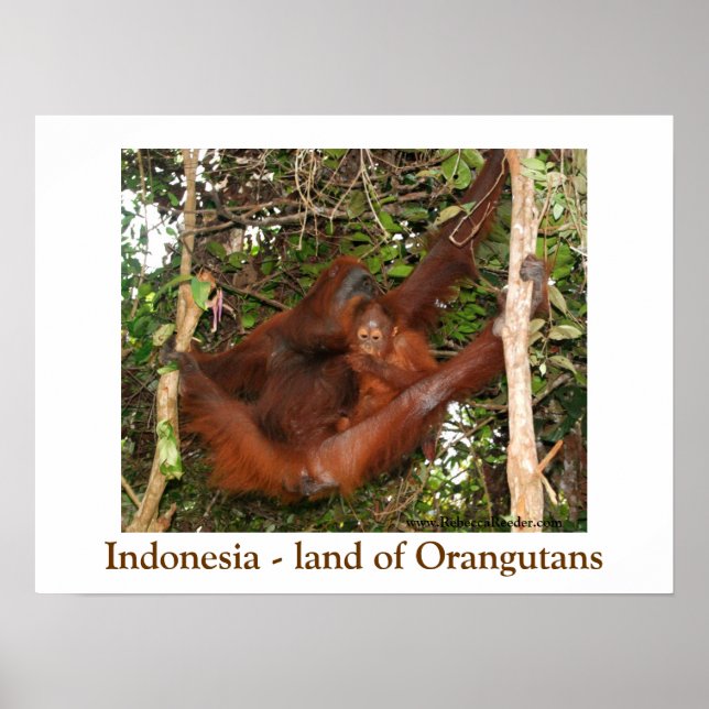 Resande av Orangutans land Poster (Framsidan)
