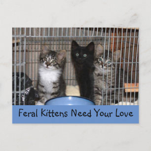 Rescuderade kittens vykort