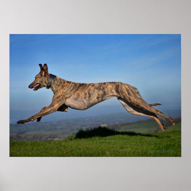 Rescue Dog Greyhound Sighthound Brindled Lurcher Poster (Framsidan)