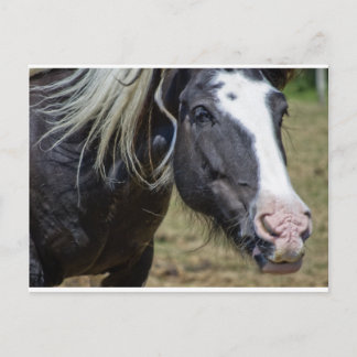 RESCUED HORSE VYKORT