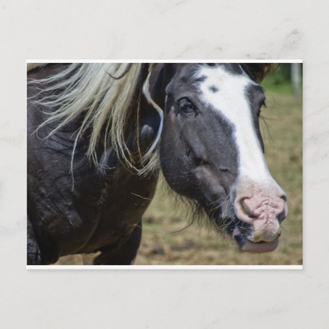RESCUED HORSE VYKORT (Framsida)