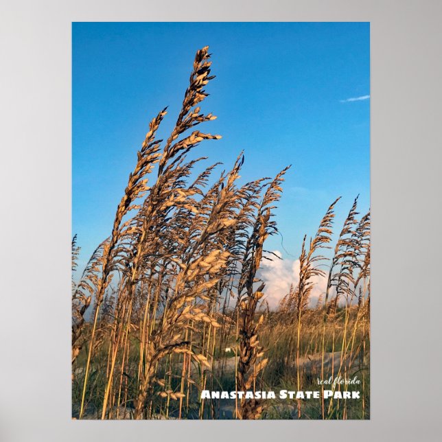 Rese | Florida - Anastasia State Park Sea Oats Poster (Framsidan)