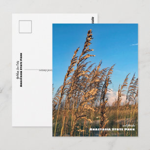 Rese Florida - Anastasia State Park Sea Oats Vykort