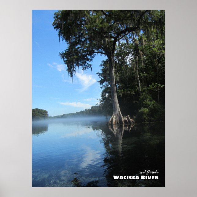 Rese | Florida - Old Cypress Träd, Wacissa River Poster (Framsidan)