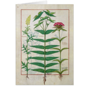 Reseda, Euphorbia och Dianthus Hälsningskort