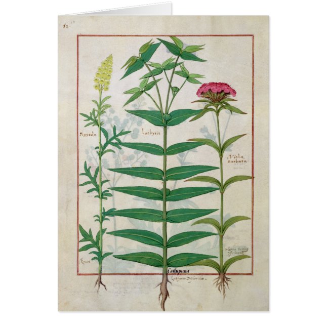 Reseda, Euphorbia och Dianthus Hälsningskort (Framsidan)