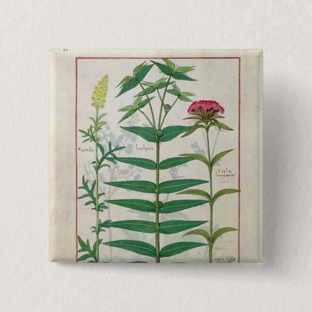 Reseda, Euphorbia och Dianthus Knapp (Framsida)