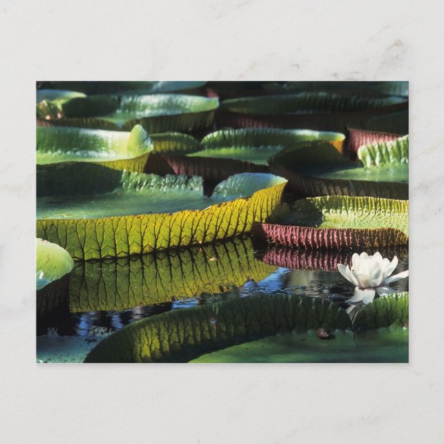 Reseinsamling av vykort 7 (Framsida)