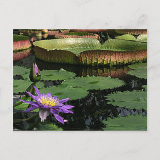 Reser samlar vykort 1