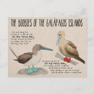 Resevykort: Galapagos-fåglar Vykort