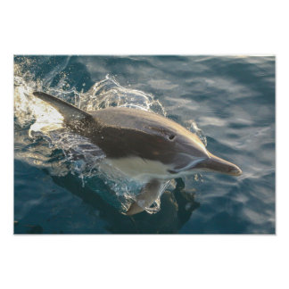 Resident Rider Fototryck