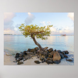 Resilient tree, soft coastal Caribbean Poster