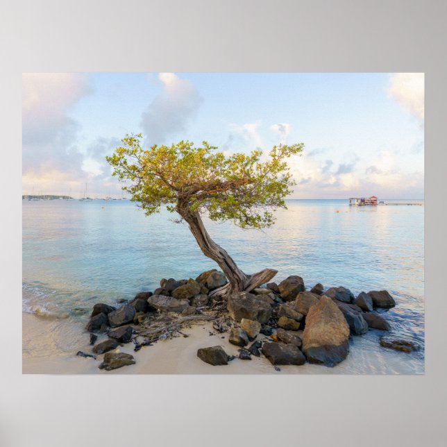 Resilient tree, soft coastal Caribbean Poster (Framsidan)