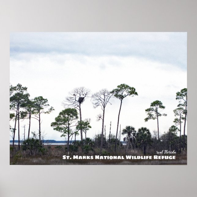 Resor | Florida - Eagles Nest, St. Marks Wildlife Poster (Framsidan)