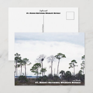 Resor Florida - Eagles Nest, St. Marks Wildlife Vykort