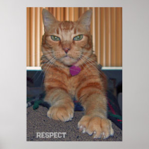 Respektera baz-kattPoster Poster