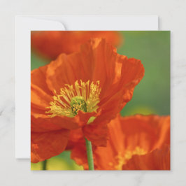 Respektive röd vallmo kort