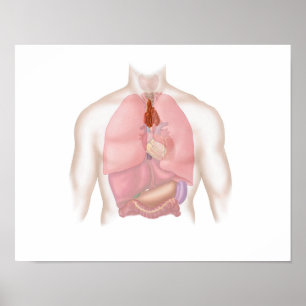 Respiratorisk människa och digestivkexsystem poster