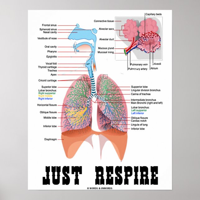 Respire (respiratoriskt system) poster (Framsidan)