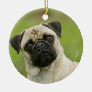 Rest upp tittar kamera för mops huvud julgransprydnad keramik