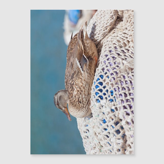 Resten av Anka (Framsida)