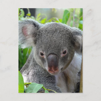 Resten, Lycklig Koala Vykort