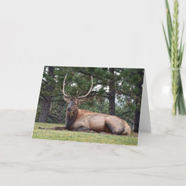 Resterande av Bull Elk Kort