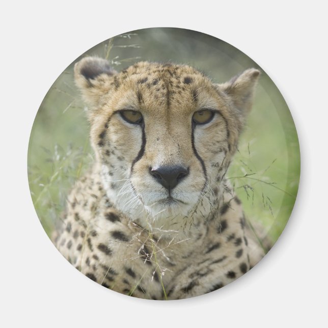 Resterande i Grass Magnet (Framsidan)