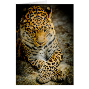 Resterande leopardkort OBS kort