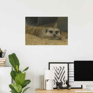 Resterande Meerkat - Realistisk Wildlife Art Poster