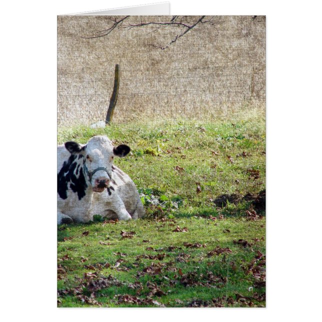Resterande mjölkkor hälsningskort (Framsidan)
