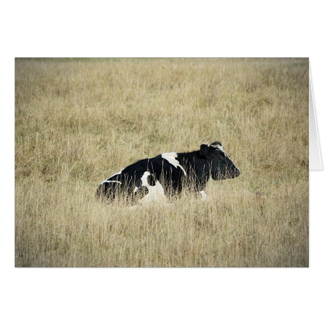 Resterande rad - kort (Framsidan Horizontal)