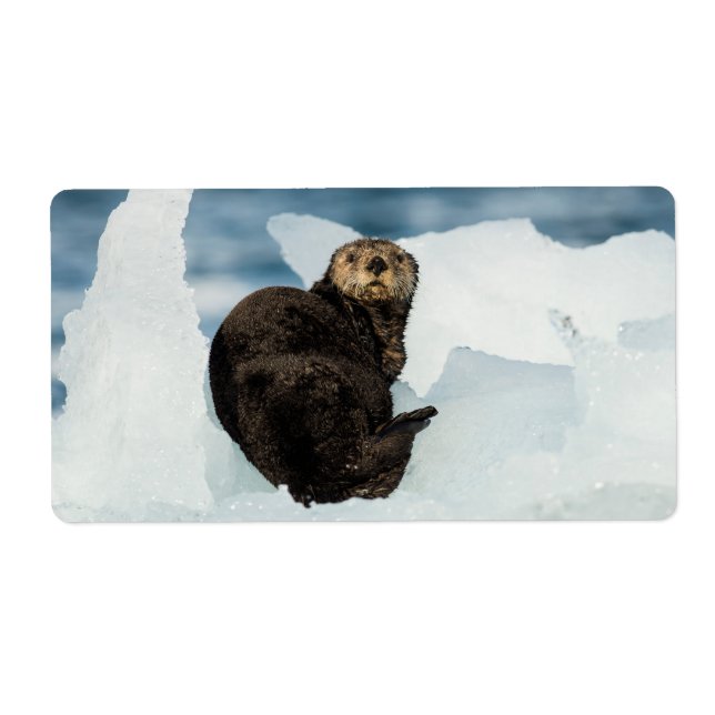 Resterande sjöutter fraktsedel (Framsidan)