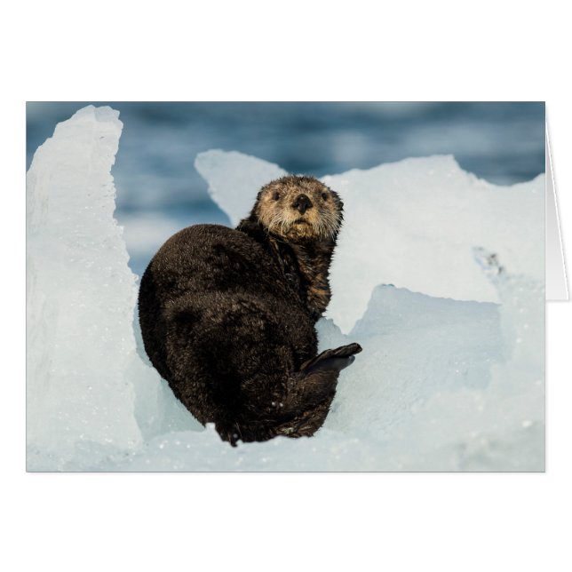 Resterande sjöutter OBS kort (Framsidan Horizontal)