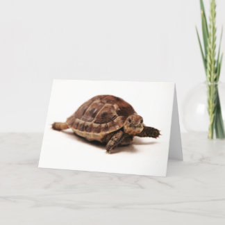 Resterande tortoise kort