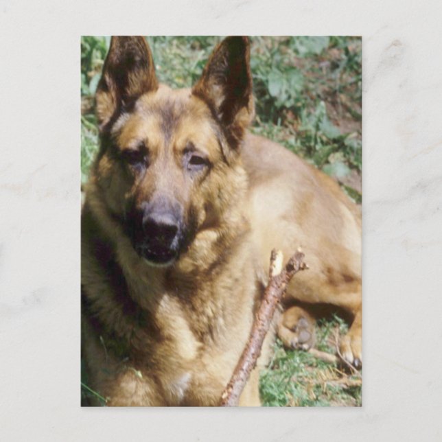 Resterande tysk shepherd vykort (Framsida)
