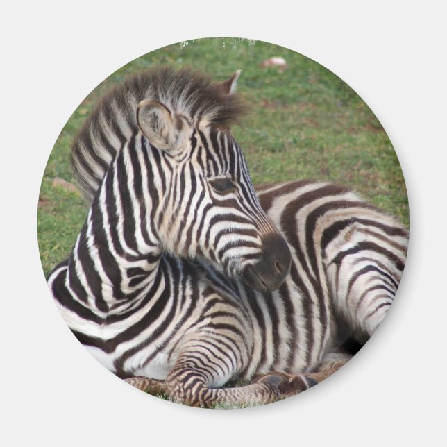 Resterande Zebra Magnet (Framsidan)