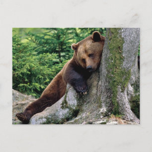 Restful Brown Bear Wildlife Series # 10 vykort