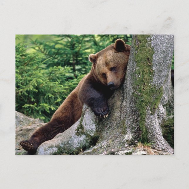 Restful Brown Bear Wildlife Series # 10 vykort (Framsida)