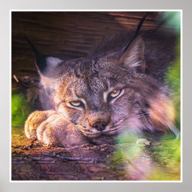 Resting Canada Lynx Wildlife Portrait Print Poster (Framsidan)