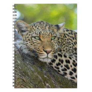 Resting Leopard Anteckningsbok