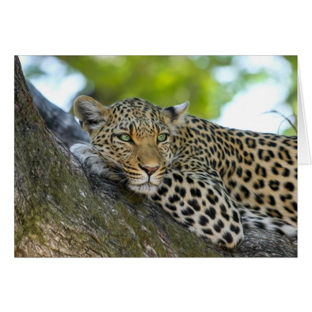 Resting Leopard OBS Kort (Framsidan Horizontal)